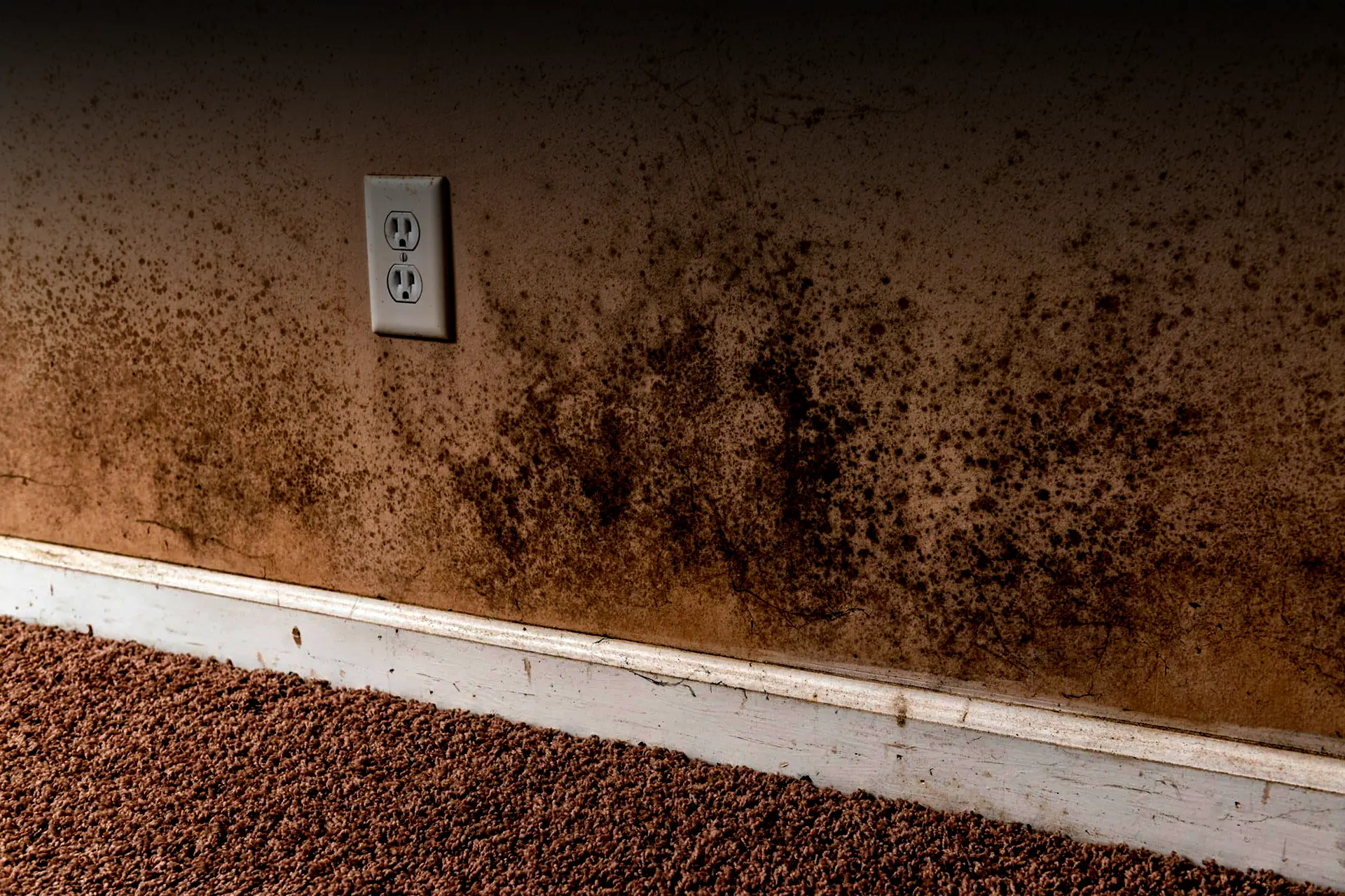 Mold Remediation